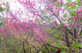 龍郷町観光ガイドブック 茶雅公園の桜写真