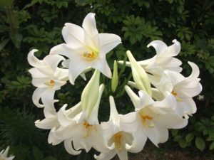 machi-iro magazine エッセイ 島イロ図鑑 テッポウユリ