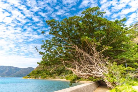 Nishibaru Tatsugo Guide 0001 1024x683