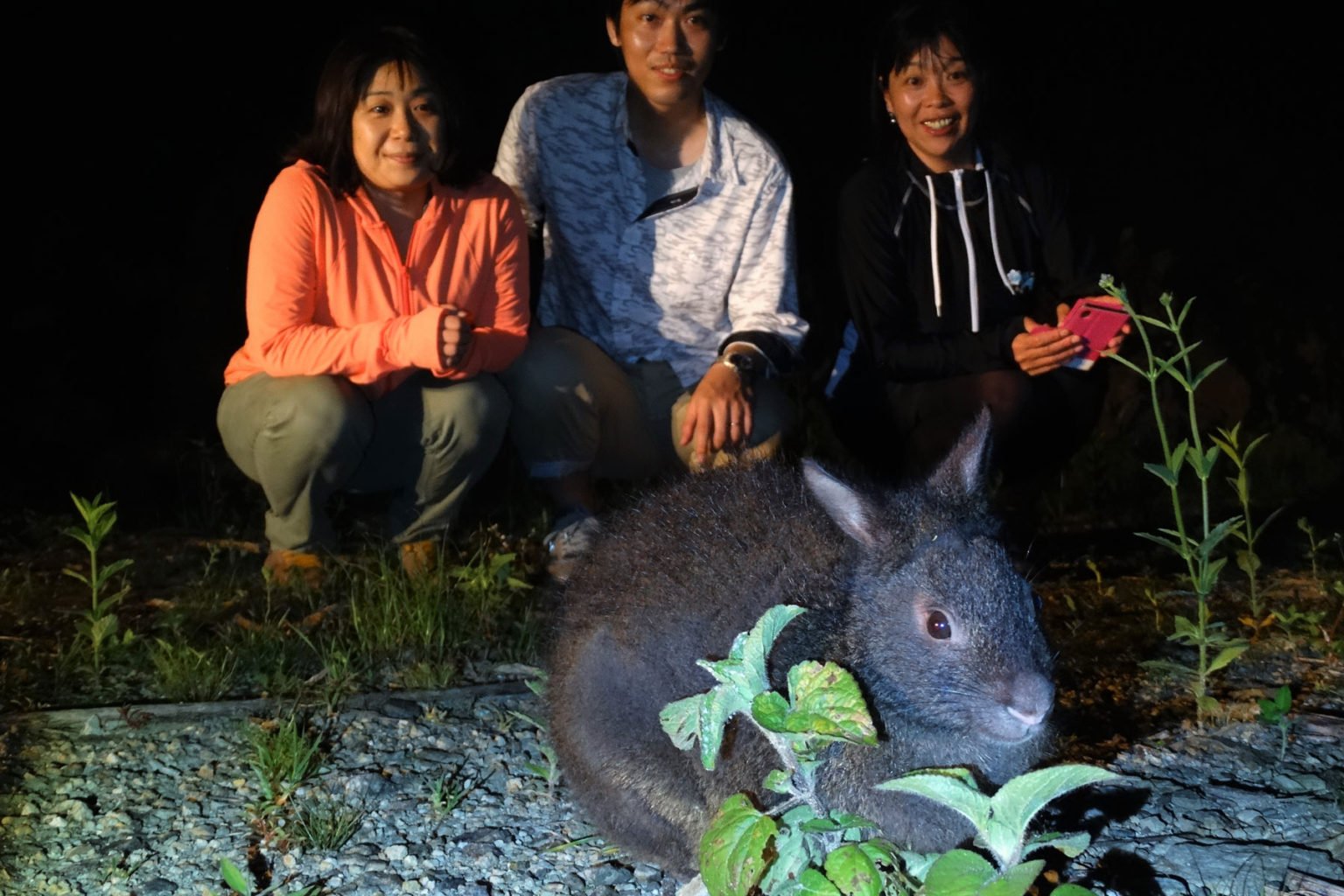 奄美ナイトツアー アマミノクロウサギ