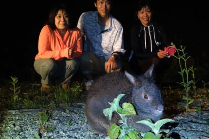奄美ナイトツアー アマミノクロウサギ
