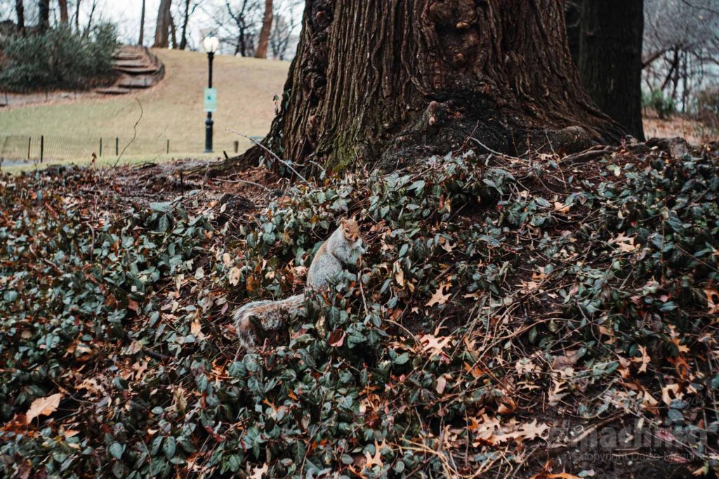 Nyc Machiiro 記事写真 29