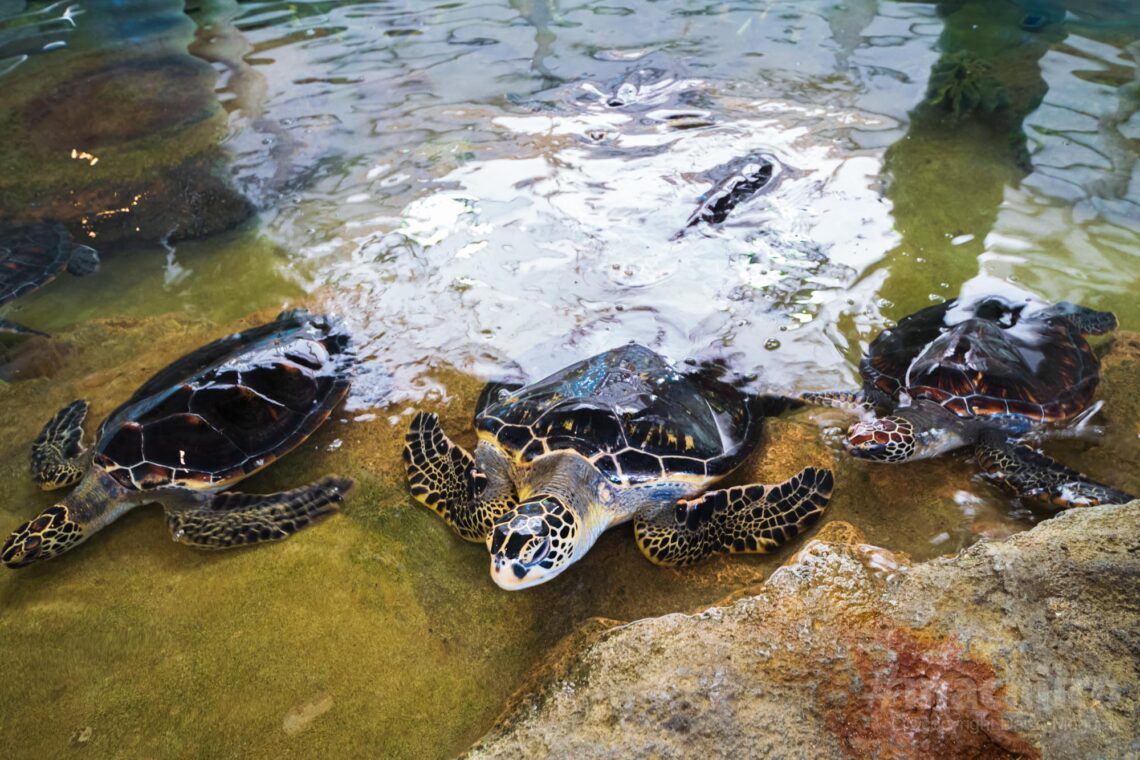 ウミガメ放流会 Machiiro