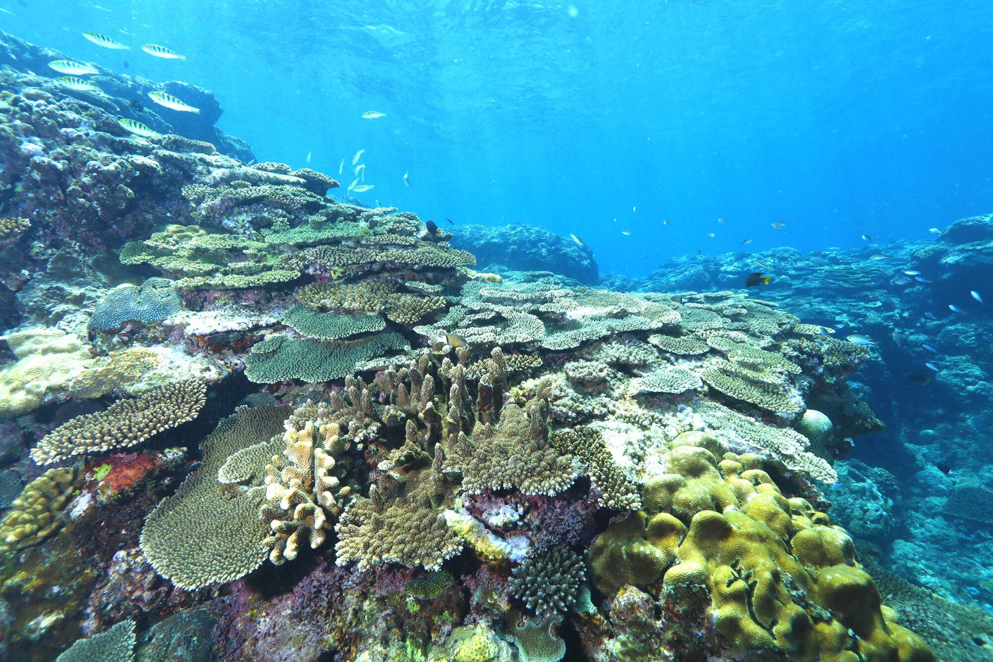 8 ネバーランドダイビング写真