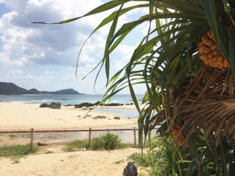 島イロ図鑑 アダン