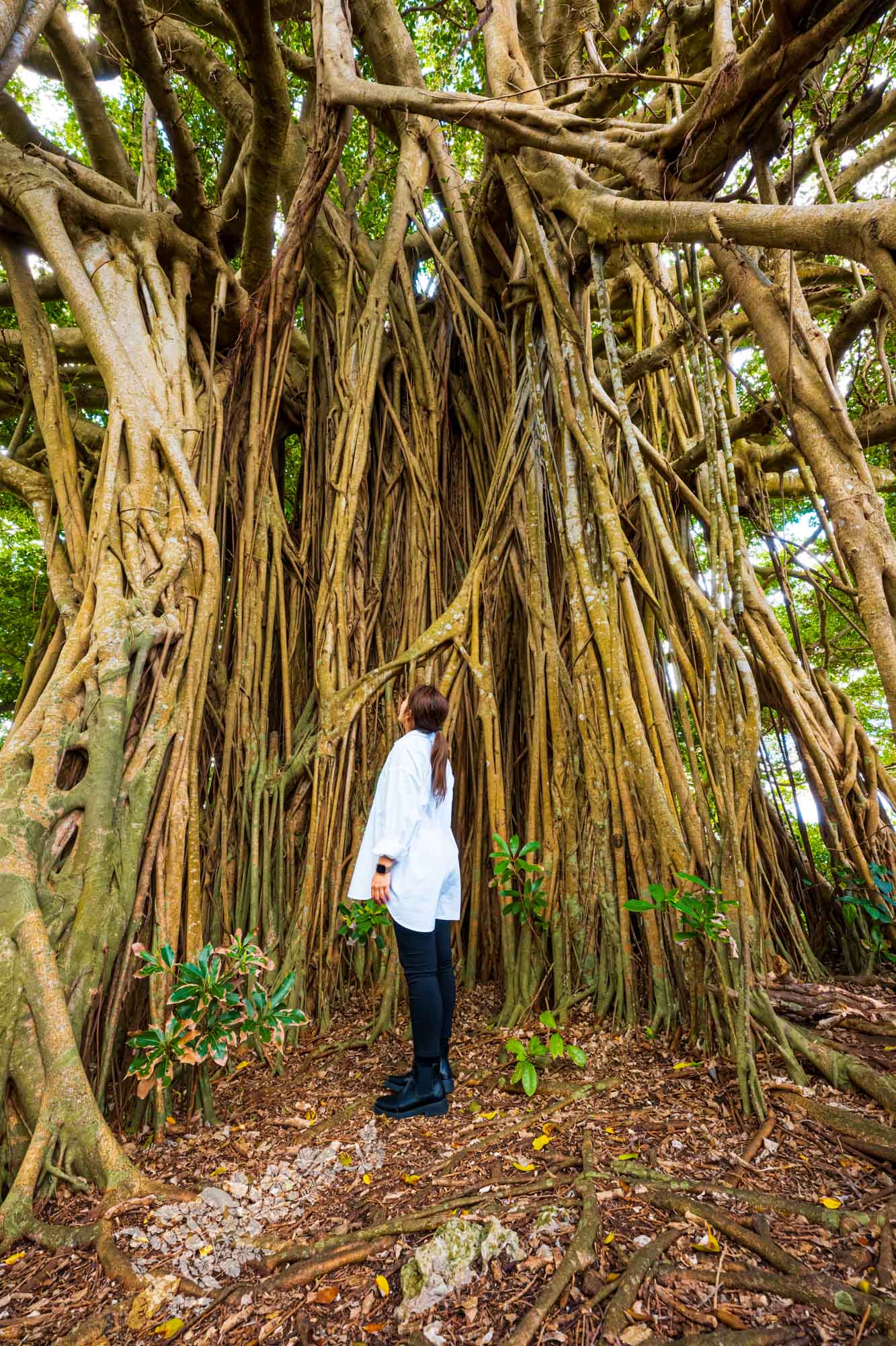 手久津久の巨大ガジュマル | マチイロウェブ - machi-iro magazine 