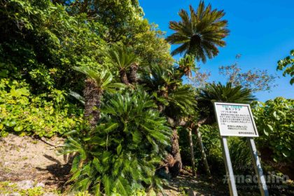 巨大ソテツ machiiro 記事写真 1