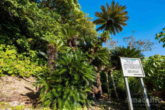 巨大ソテツ machiiro 記事写真 1