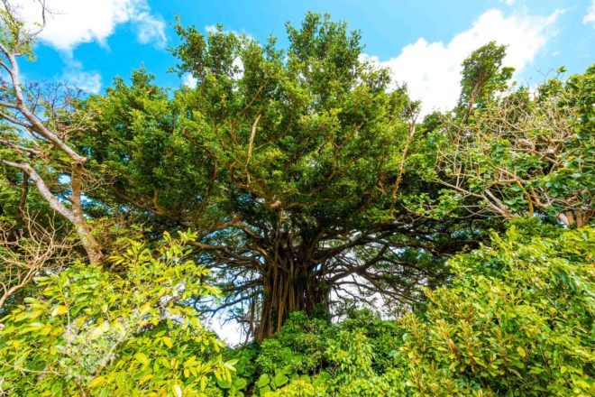 手久津久の巨大ガジュマル machiiro 記事写真 1