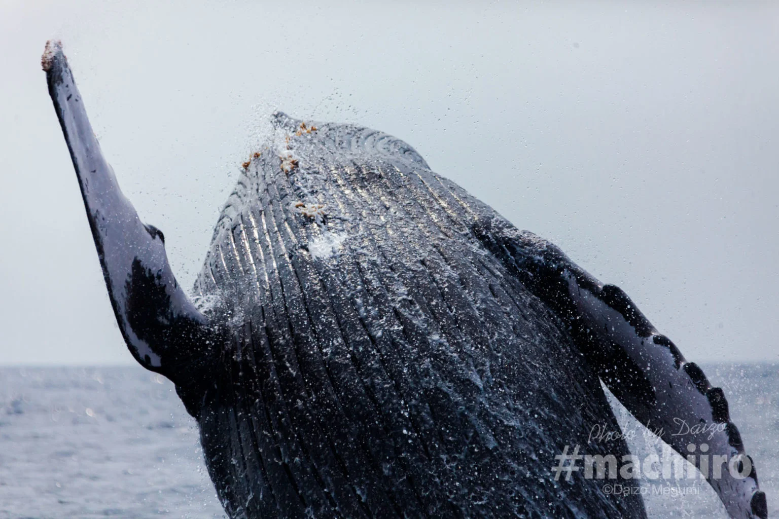 奄美の海でクジラに会おう！